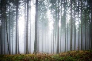 Mysterious fog in the green forest photo