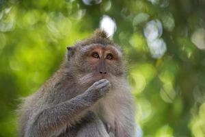 mono macaco de cola larga