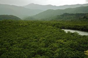 Tropical Rainforest photo