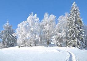 Wintertime in Bavarian Forest,Germany photo