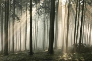 Misty coniferous forest at dawn