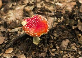 Mushroom in the autumn forest