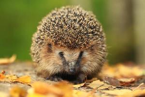 Hedgehog in the autumn forest photo
