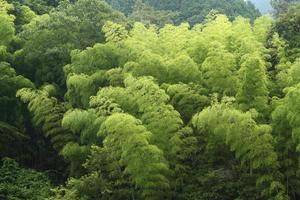 bosque de bambú de principios de verano foto