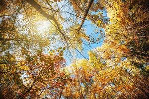 treetops in the autumn forest photo