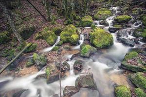 small stream in black forest photo