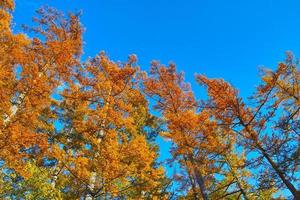 hojas de otoño los bosques de alerces en kamikochi foto