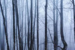 dark forest with fog and cold light photo