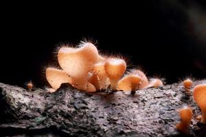 Mushroom Fungi in the tropical rain forest photo