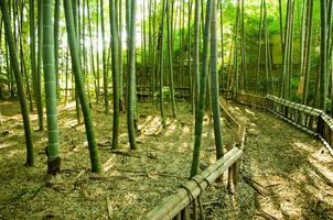 camino del bosque de bambú foto