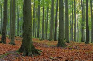 beech forest in fog photo