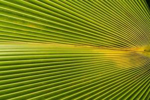 image of Green Palm leaves in nature photo