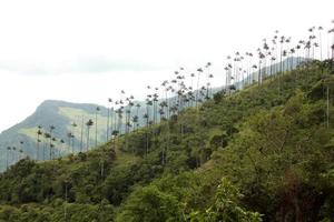Cocora valley and palm forests photo