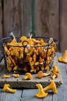 Forest chanterelle mushrooms in a basket photo