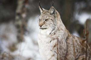 Lynx sitting in the winter forest