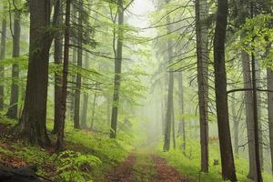 Trail through the foggy spring forest photo