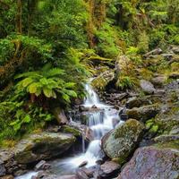 cascada en la selva tropical de nueva zelanda foto