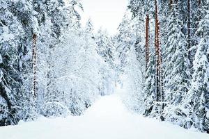 russian winter forest road in snow