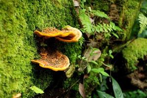 Fungus Trametes