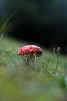 amanita mushroom in the grass photo