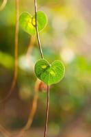 green leaf heart shape