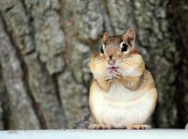 Close Up of a Fat Chipmunk with Bulging Cheeks
