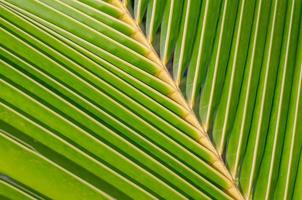 coconut leaf texture photo