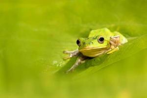 tree frogs are courting in the forest,Taiwan photo