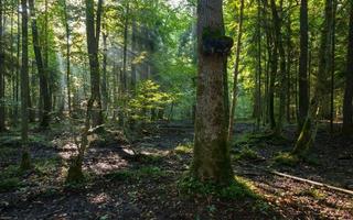 Soporte de hoja caduca natural del bosque de Bialowieza en la mañana foto
