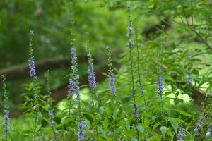 Clump of Tall Bellflower Growing in the Forest photo