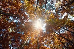 Fondo de naturaleza colorido bosque de otoño, en sol brillando foto