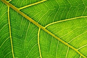 Detail of a leaf fibers photo
