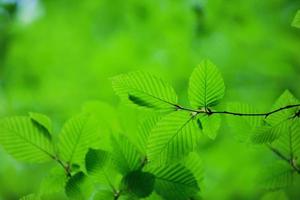 green leaves photo