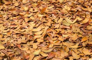 Autumn season background red and yellow leaf falling photo