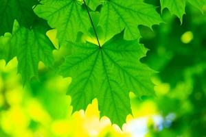 green leaves photo