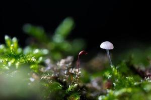Little fungus growing in forest photo