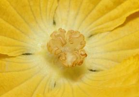 Sponge Gourd Flower photo