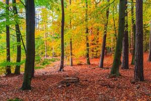 Autumn depths forest trees colorful leaves photo