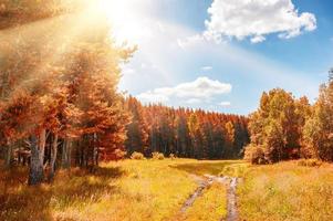 Beautiful autumn forest at sunny day photo