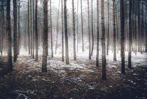 spooky winter forest covered by mist photo