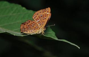 Common Punchinello Butterfly