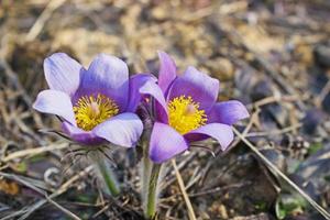 campanillas de invierno violetas florecen primavera en el bosque