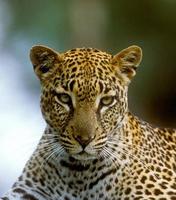 leopard hunting in a forest in Kenya photo