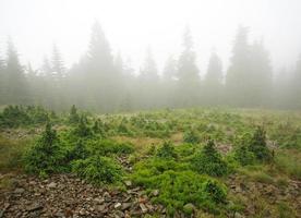 paisaje bosque de montaña en día lluvioso en niebla