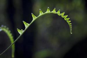 Fern in tropical mountain forest