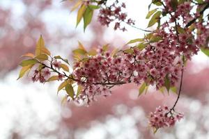Pink sakura tree in forest