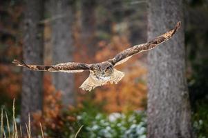 Flying Eurasian Eagle Owl in colorfull winter forest