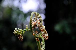 Tip of fern leaf in forest close up
