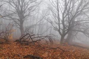 Mysterious foggy autumn forest on the mountain slope. photo
