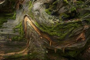 Background Redwood tree photo